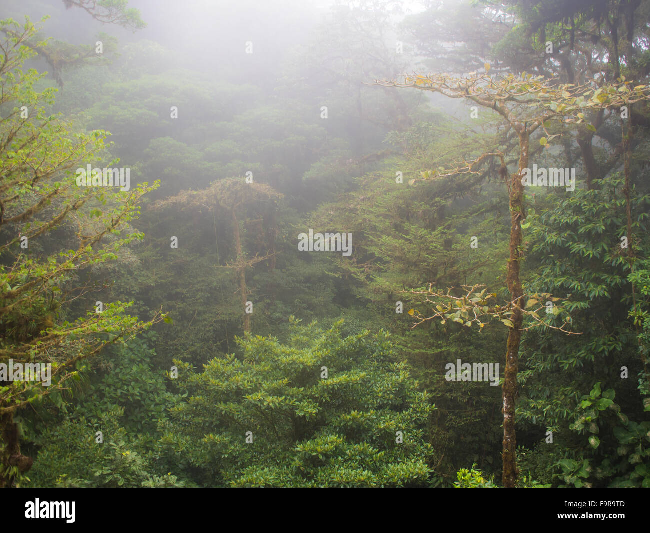 Regen Wald und Bäume mit Nebel in Mittelamerika Stockfoto