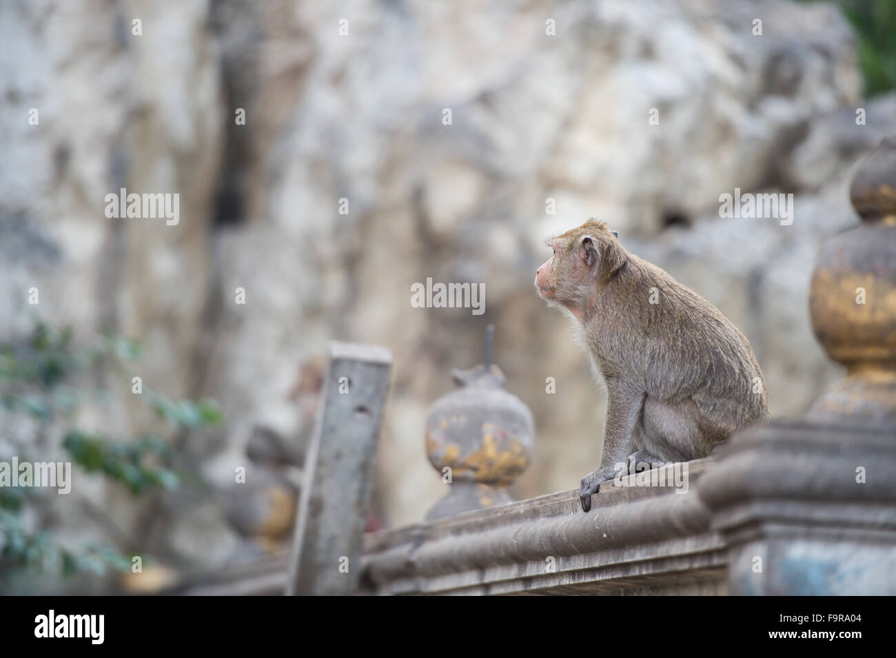 Seitliche Ansicht Thailand Affen an der Wand Stockfoto