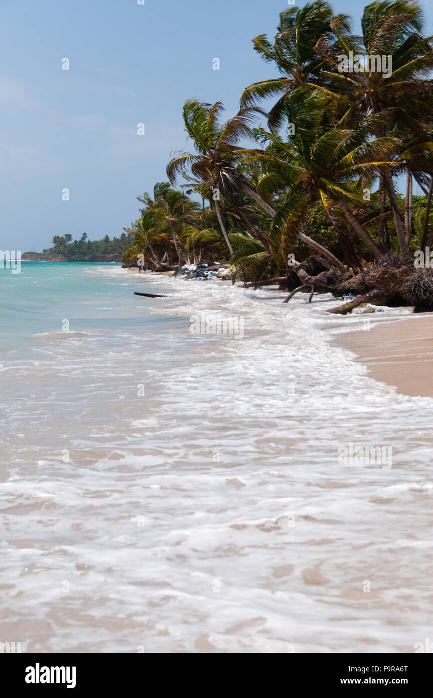 Palmen im Wind am weißen Sandstrand Küste unter blauen Himmel tropischen karibischen Corn Island Stockfoto