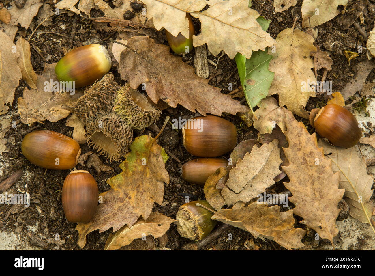Türkei-Eiche, Quercus Cerris gefallen, Blätter, Eicheln und Eichel-Cups. Griechenland Stockfoto