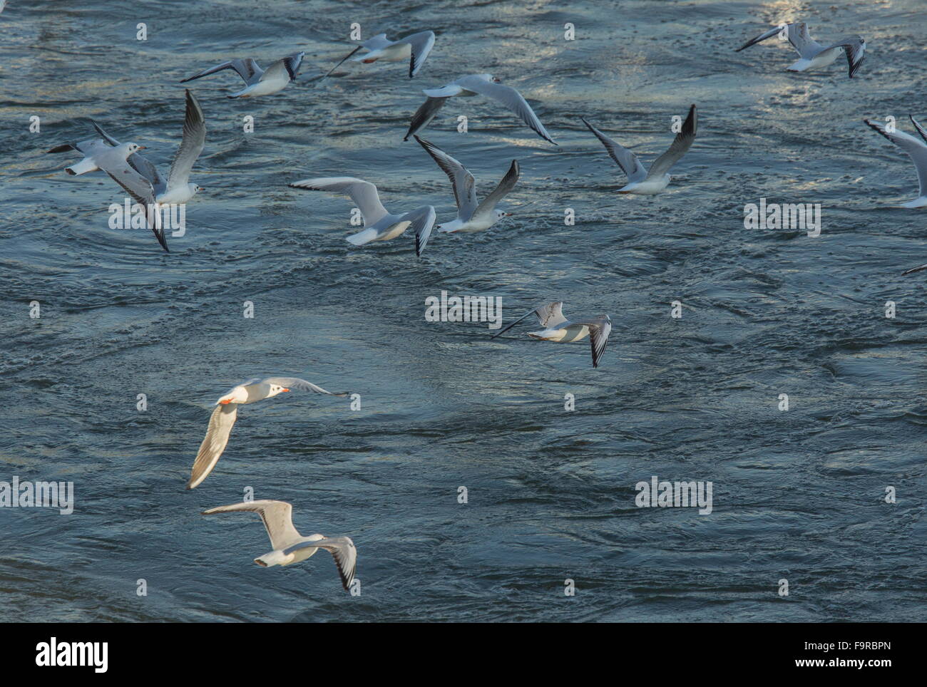 Herde von Lachmöwen im Frühwinter Gefieder, am Fluss Outfall, See Kerkini Nord Griechenland. Stockfoto