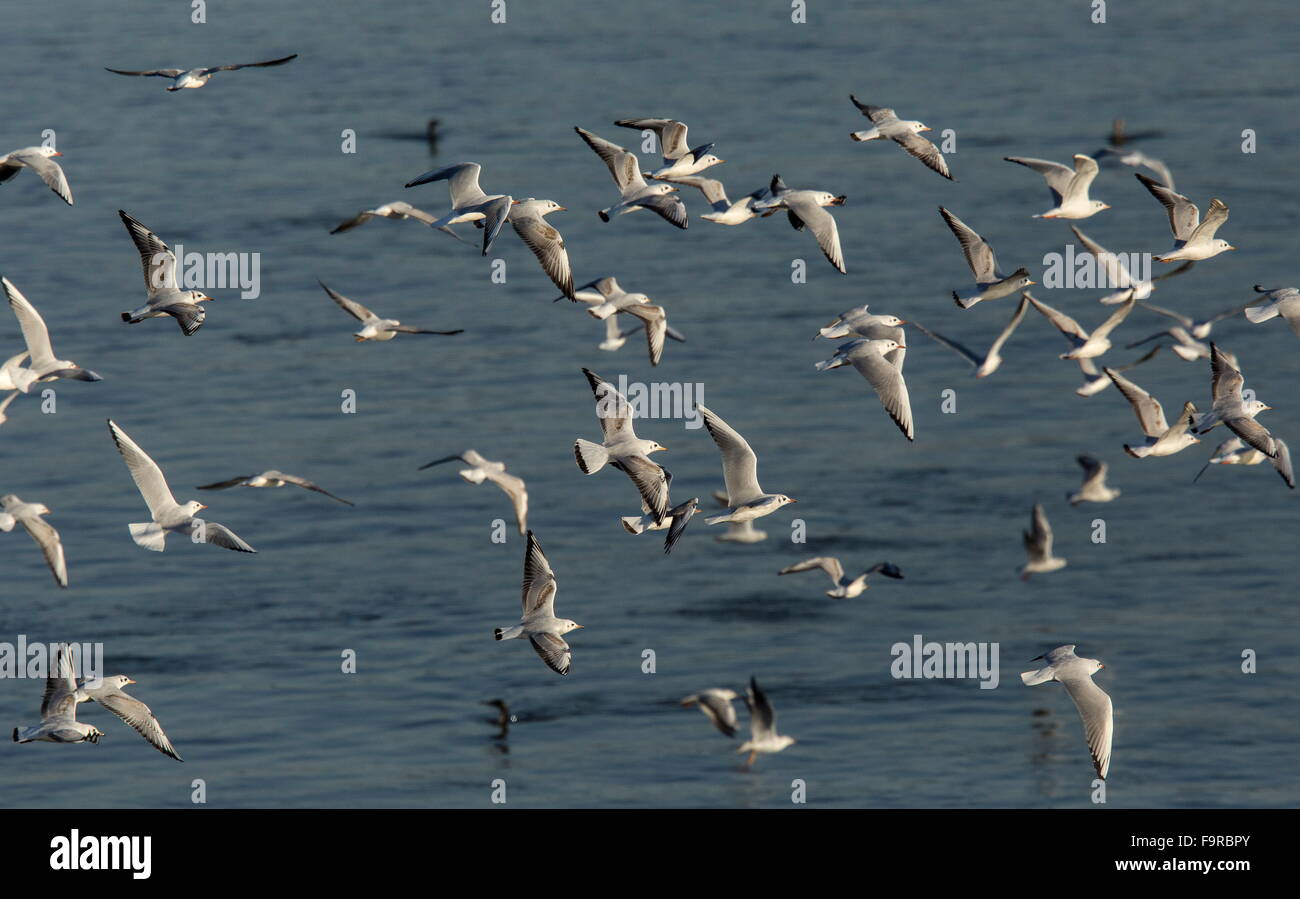 Herde von Lachmöwen im Frühwinter Gefieder, am Fluss Outfall, See Kerkini Nord Griechenland. Stockfoto