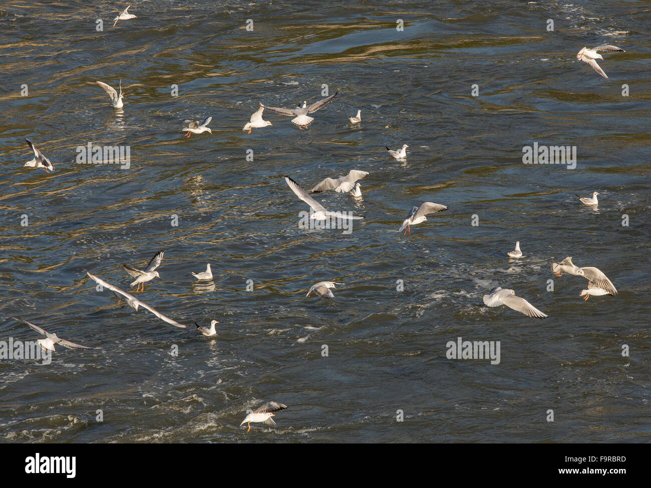 Herde von Lachmöwen im Frühwinter Gefieder, am Fluss Outfall, See Kerkini Nord Griechenland. Stockfoto