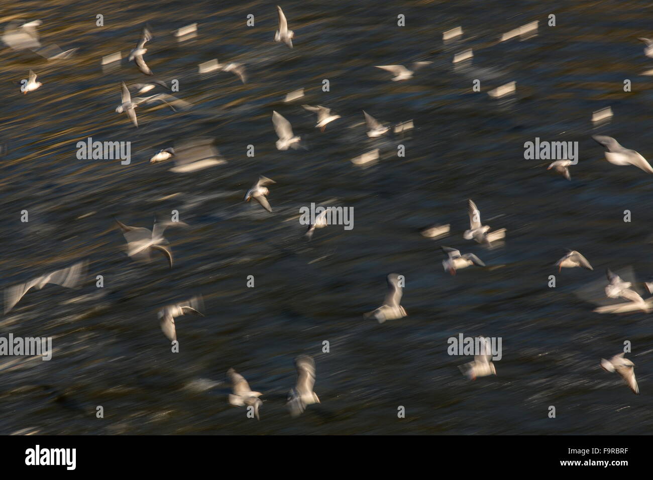 Unscharfe Herde von Lachmöwen im Frühwinter Gefieder, am Fluss Outfall, See Kerkini Nord Griechenland. Stockfoto