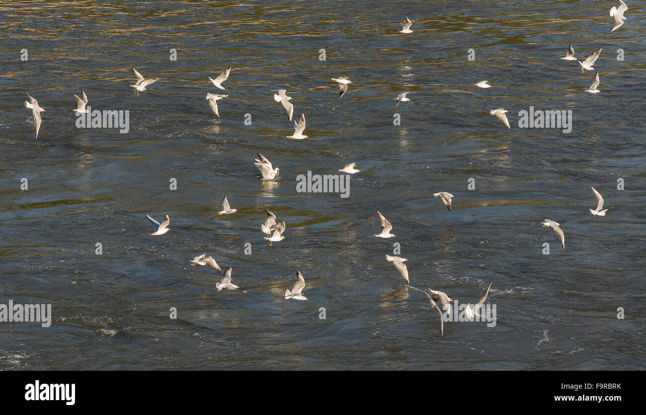 Herde von Lachmöwen im Frühwinter Gefieder, am Fluss Outfall, See Kerkini Nord Griechenland. Stockfoto