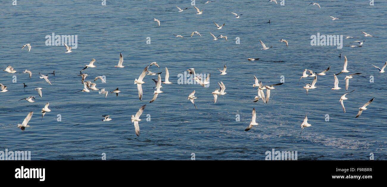 Herde von Lachmöwen im Frühwinter Gefieder, am Fluss Outfall, See Kerkini Nord Griechenland. Stockfoto