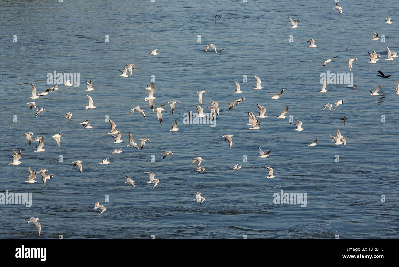 Herde von Lachmöwen im Frühwinter Gefieder, am Fluss Outfall, See Kerkini Nord Griechenland. Stockfoto