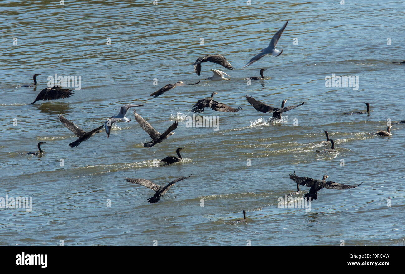 Pygmy Kormorane Microcarbo Pygmeus Fütterung am See Kerkini, Nord-Griechenland. Stockfoto