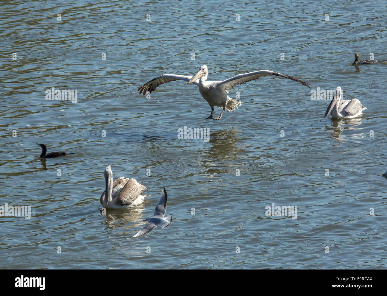 Dalmatinische Pelikane füttern mit Pygmy Kormorane am Fluss Outfall, See Kerkini Nord Griechenland. Stockfoto