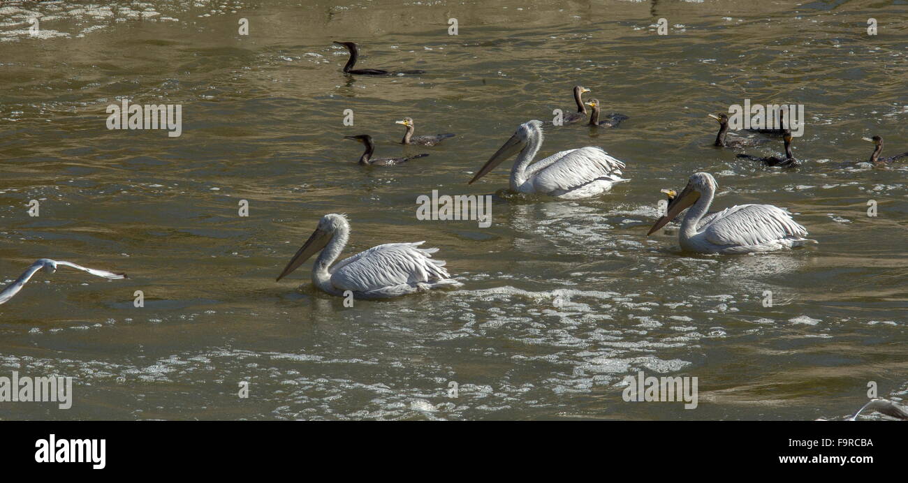 Dalmatinische Pelikane füttern mit Pygmy Kormorane am Fluss Outfall, See Kerkini Nord Griechenland. Stockfoto