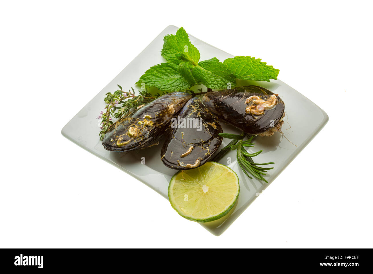 Wilde Muschel-Makro-Studio-Shooting Stockfoto