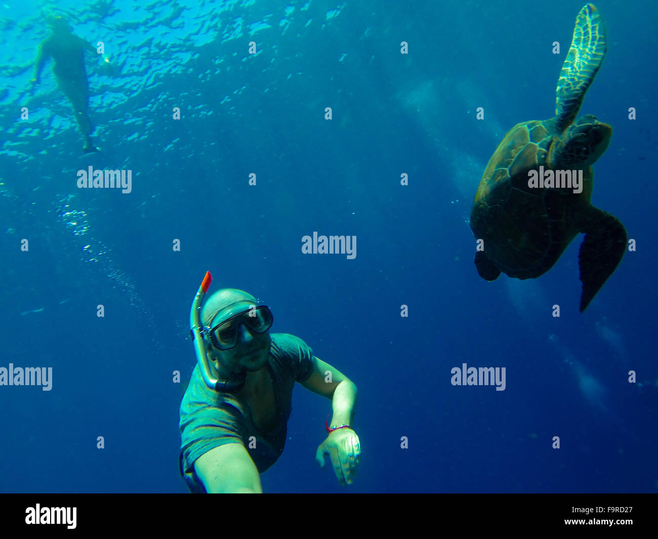 Glatzkopf Tauchen mit einer Meeresschildkröte in The Deep Blue Sea Stockfoto
