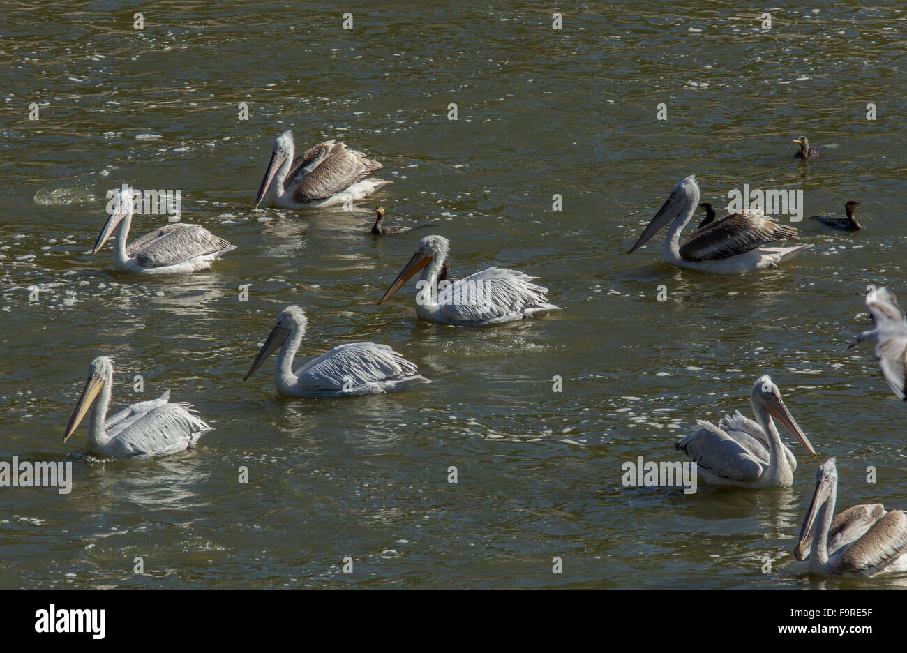 Dalmatinische Pelikane füttern mit Pygmy Kormorane am Fluss Outfall, See Kerkini Nord Griechenland. Stockfoto