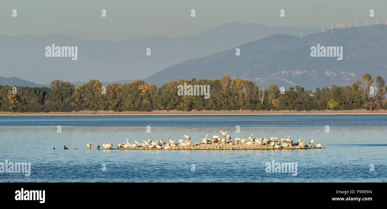 Dalmatinische Pelikane Schlafplatz auf der Insel im See Kerkini, Nord-Griechenland. Stockfoto
