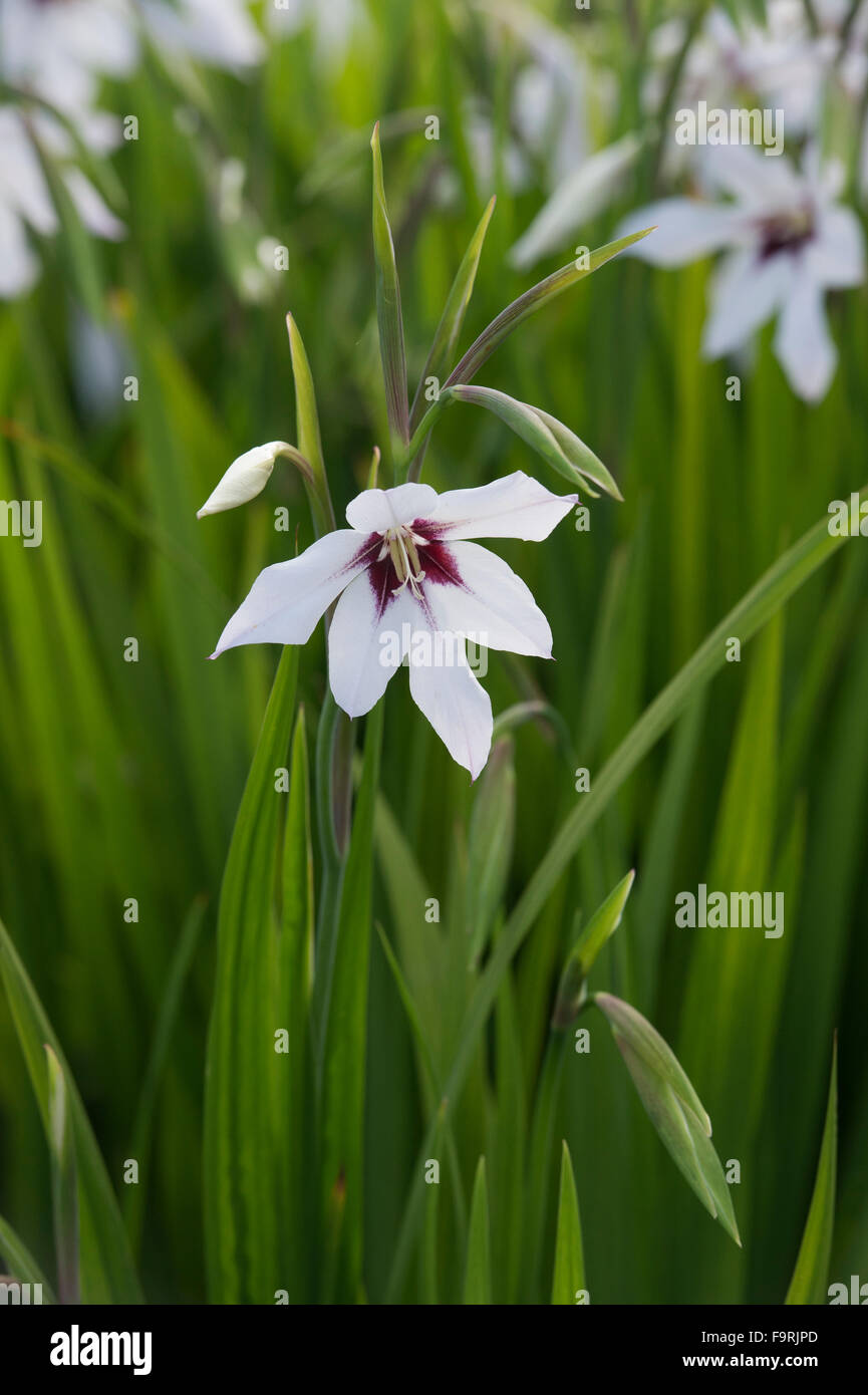Gladiolus murielae. Abessinier gladiolus Blume in einem Garten. Großbritannien Stockfoto
