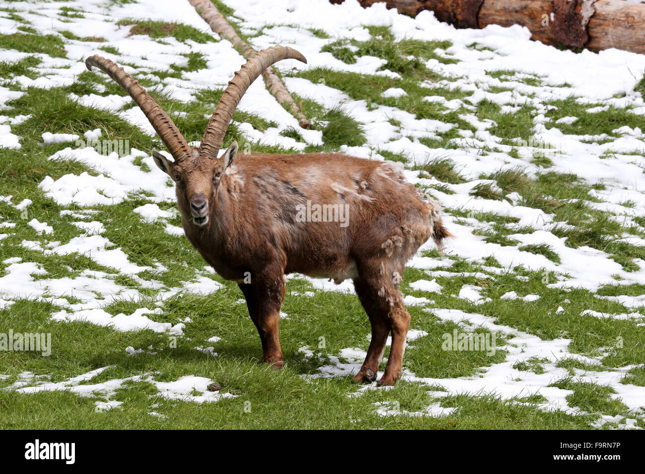 Merlet Wildpark.  Steinbock (Capra Ibex). Stockfoto