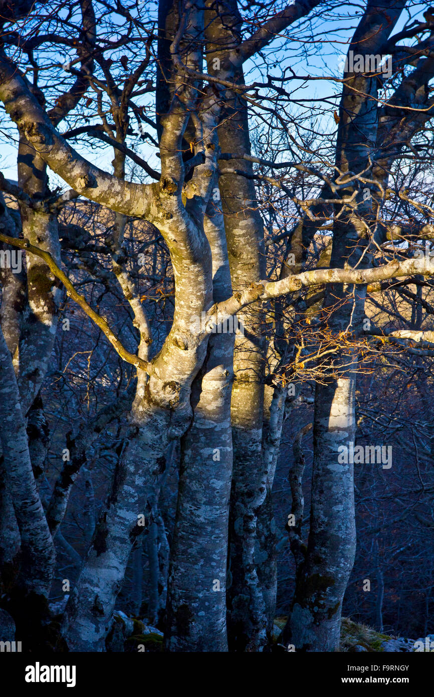 Bäume aus den geheimnisvollen Wäldern des Baskenlandes Stockfoto