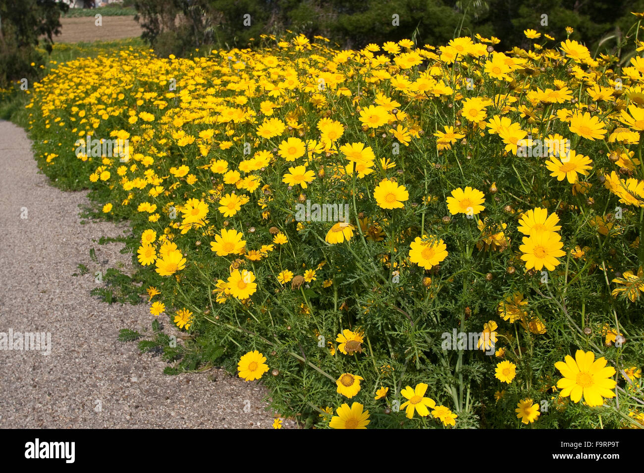 Garland Chrysantheme, essbar, Crown Daisy, Kronen-Wucherblume, Kronenwucherblume, Glebionis Coronaria, Chrysanthemum Coronarium Stockfoto