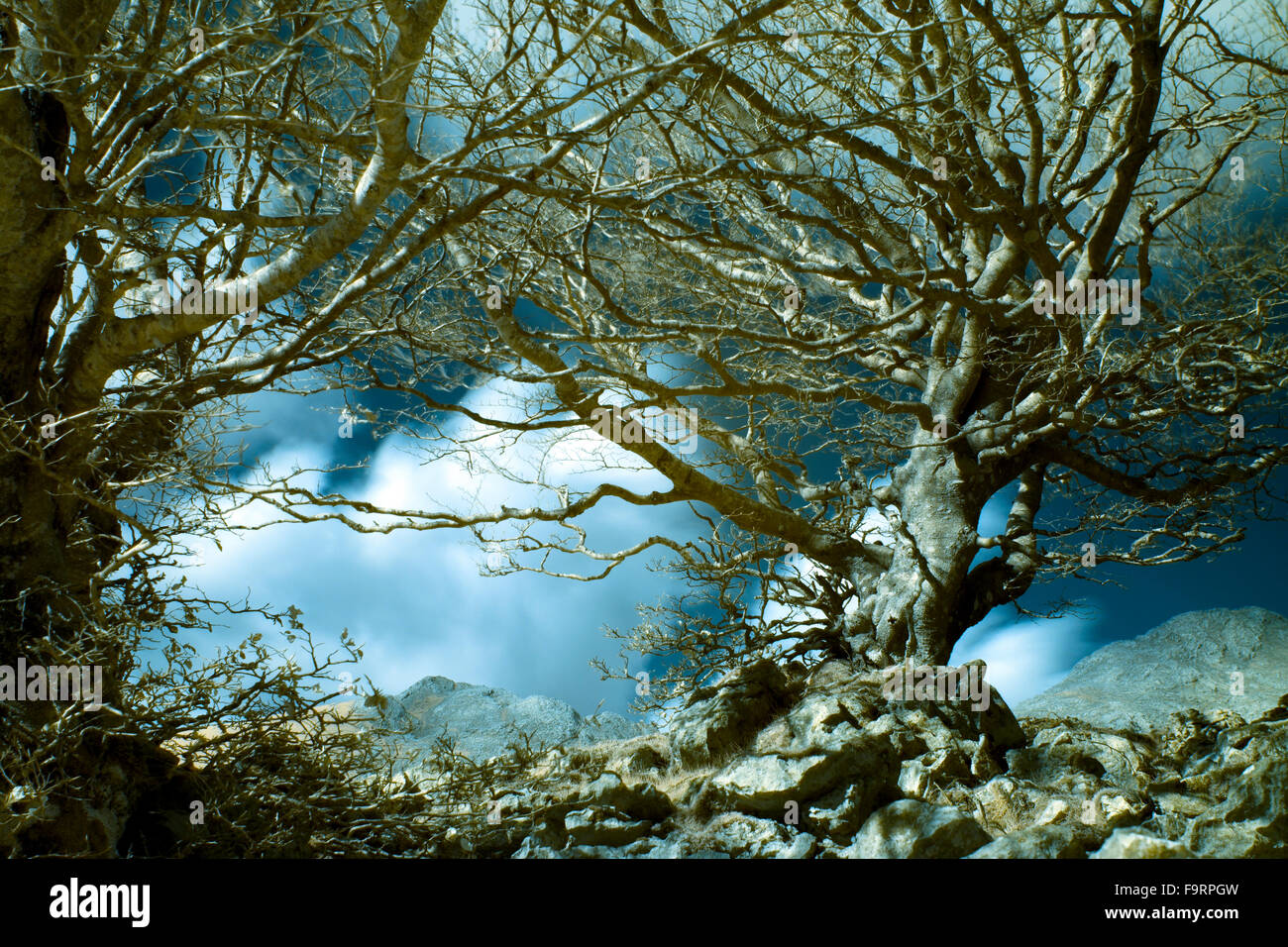 Bäume aus den geheimnisvollen Wäldern des Baskenlandes Stockfoto