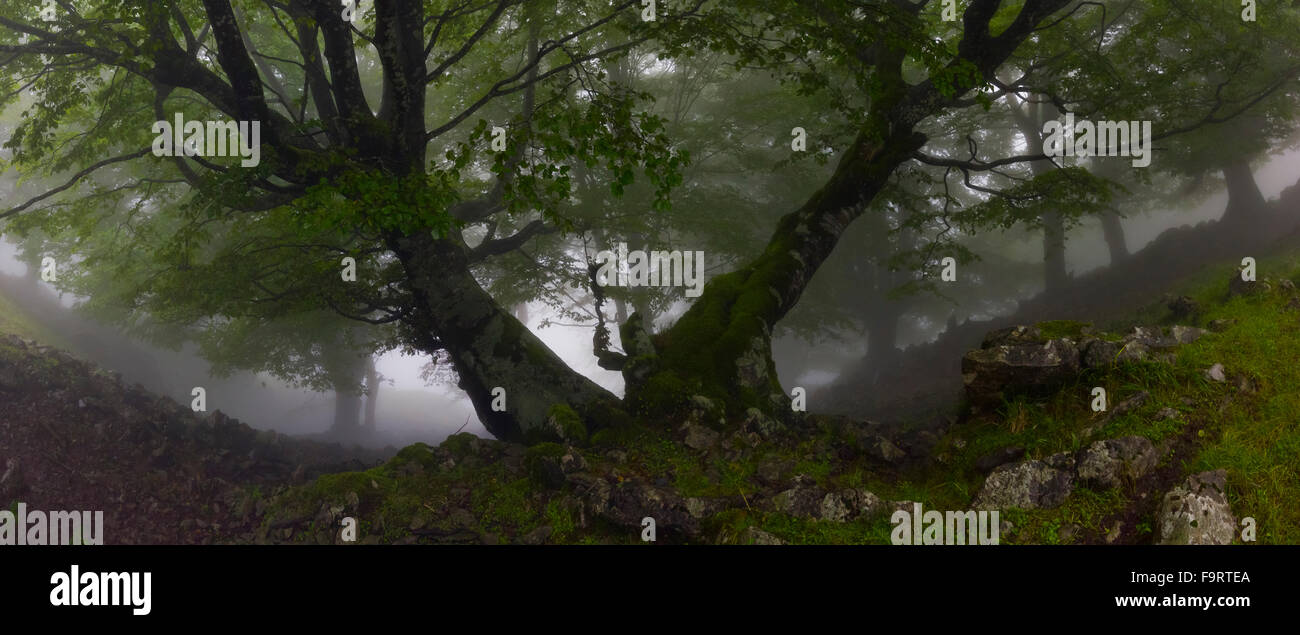 Geheimnisvolle Bäume aus den Wäldern des Baskenlandes Stockfoto