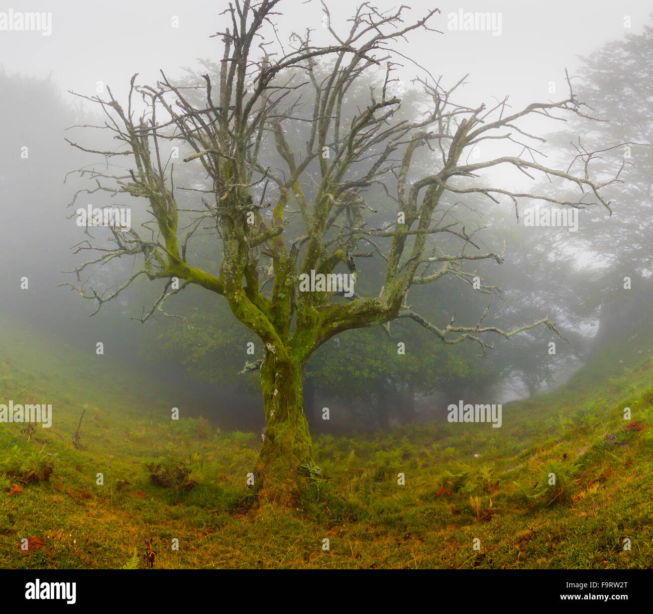 Geheimnisvolle Bäume aus den Wäldern des Baskenlandes Stockfoto