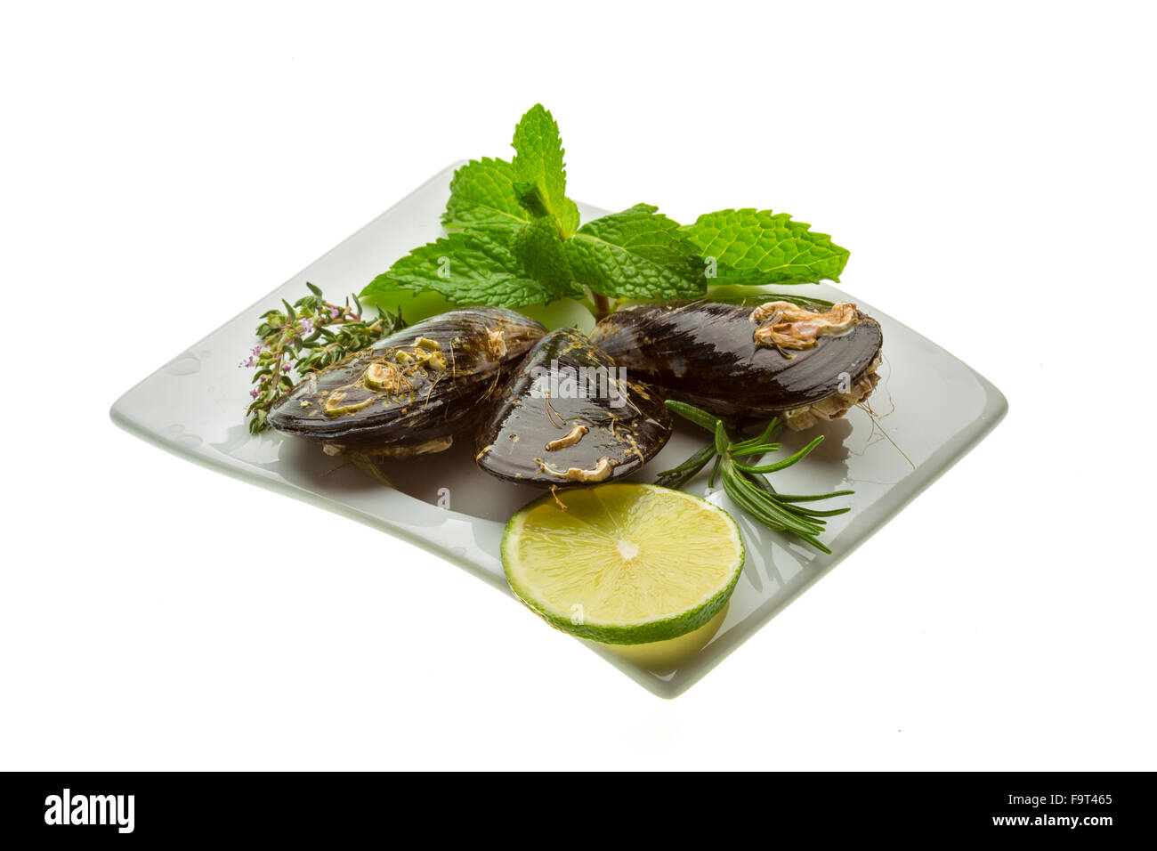 Wilde Muschel-Makro-Studio-Shooting Stockfoto