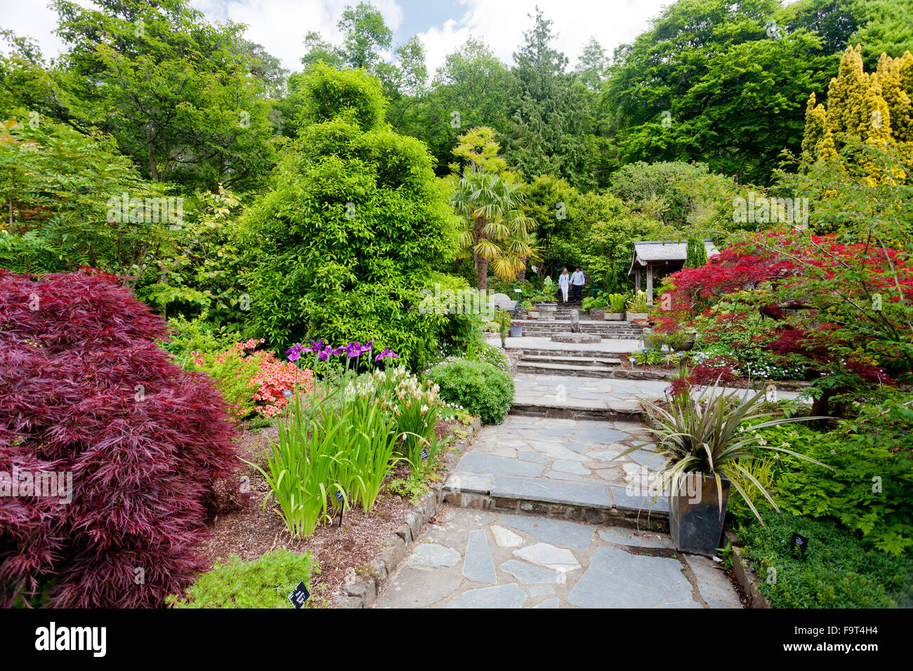 Leuchtend rot Acer Palmatum verlässt zum Blickfang in der japanischen gestalteten Steingarten an der RHS Rosemoor, North Devon, England, UK Stockfoto