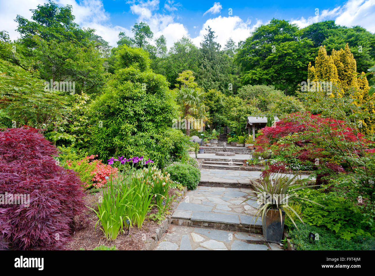Leuchtend rot Acer Palmatum verlässt zum Blickfang in der japanischen gestalteten Steingarten an der RHS Rosemoor, North Devon, England, UK Stockfoto