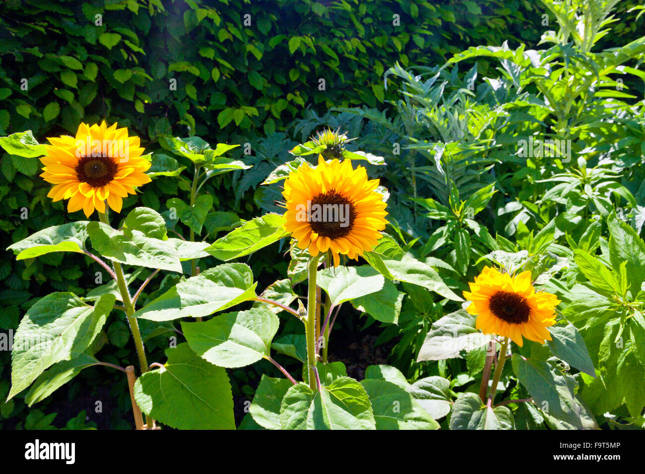 Ein Trio von farbenfrohen Sonnenblumen (Helianthus SP.) an der RHS Rosemoor, North Devon, England, UK Stockfoto