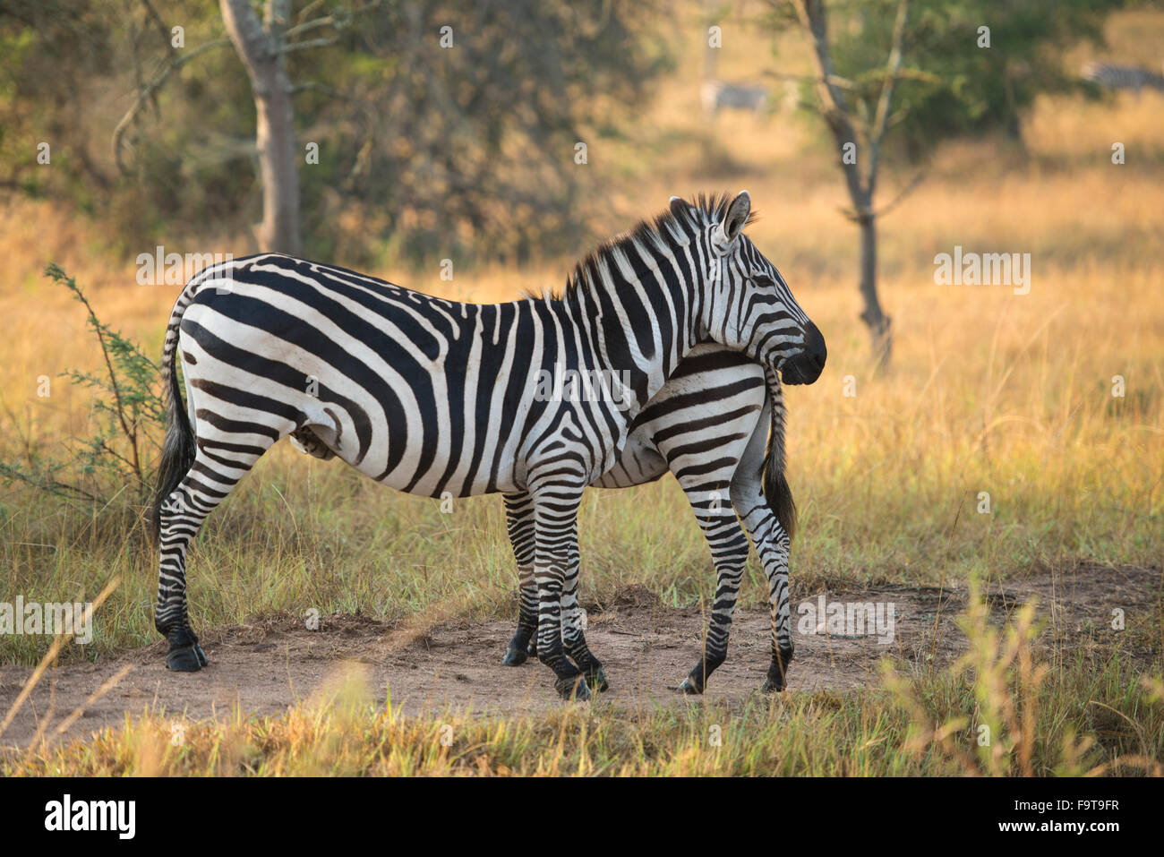 Burchell Zebra (Equus Burchellii), Lake Mburo National Park, Uganda Stockfoto