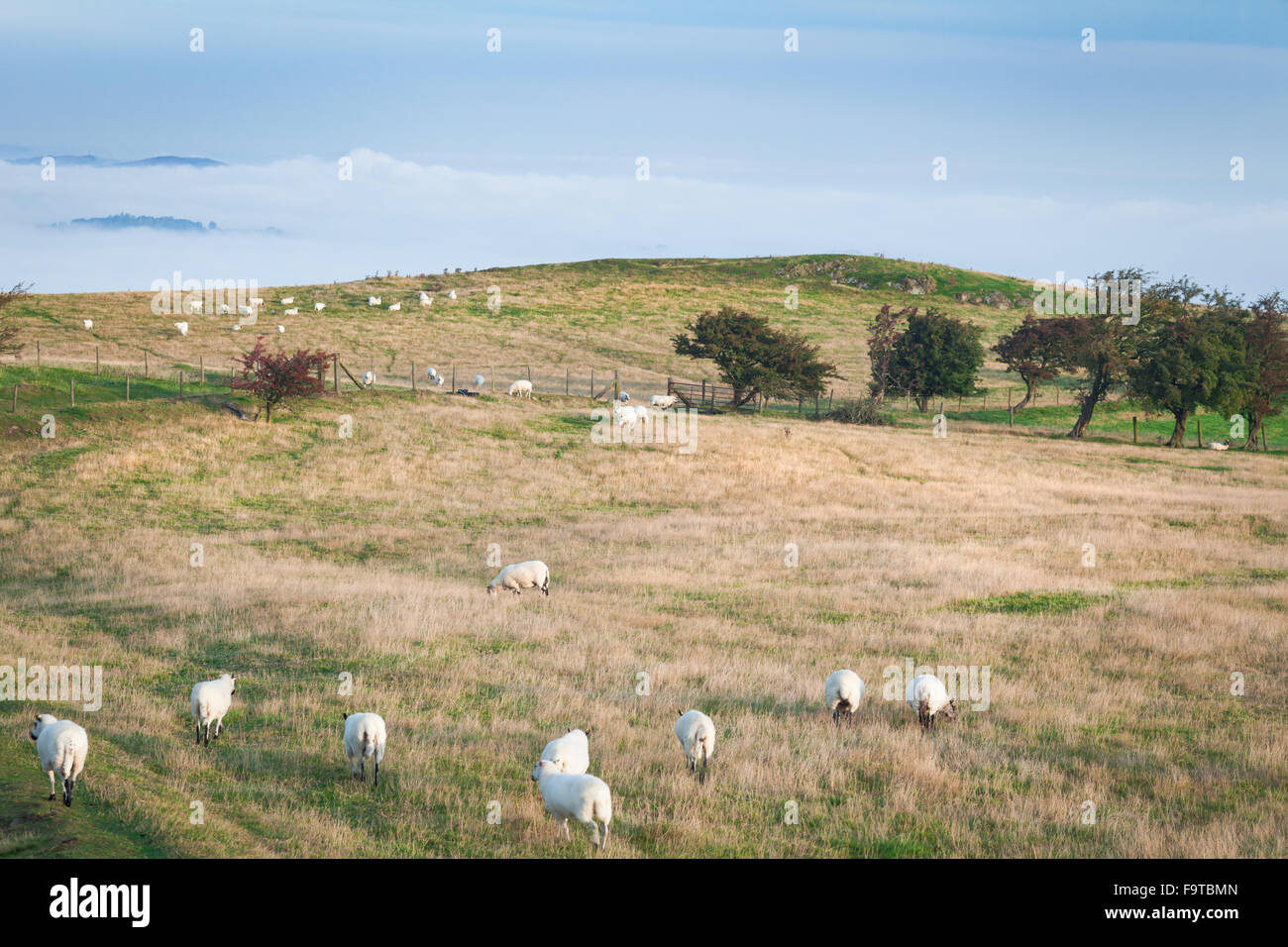 Schafbeweidung auf hügeligen Weiden, nebligen Herbsttag Stockfoto