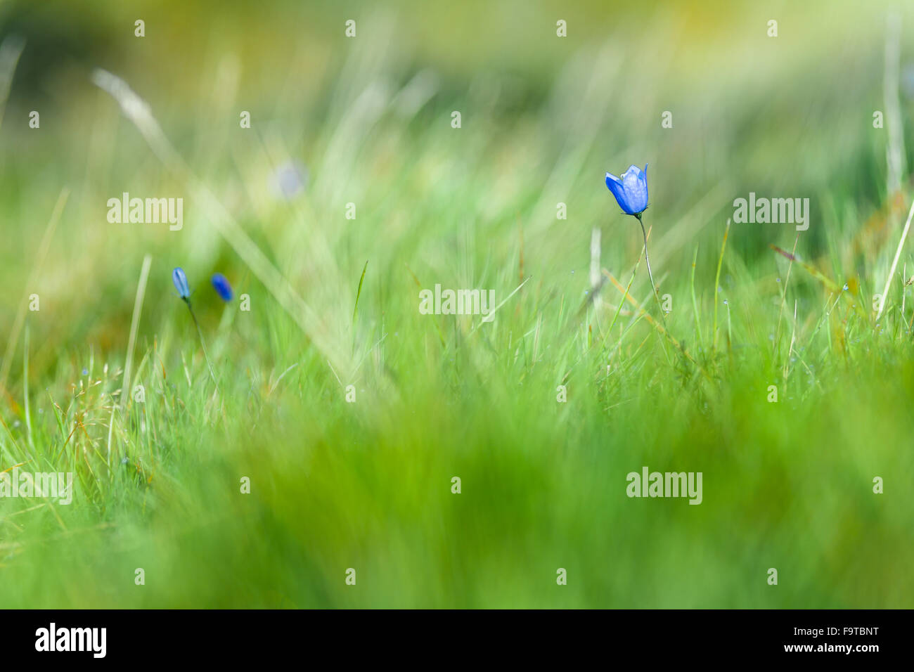 Winzige blaue Berg Blume unter frischen grünen Rasen Stockfoto