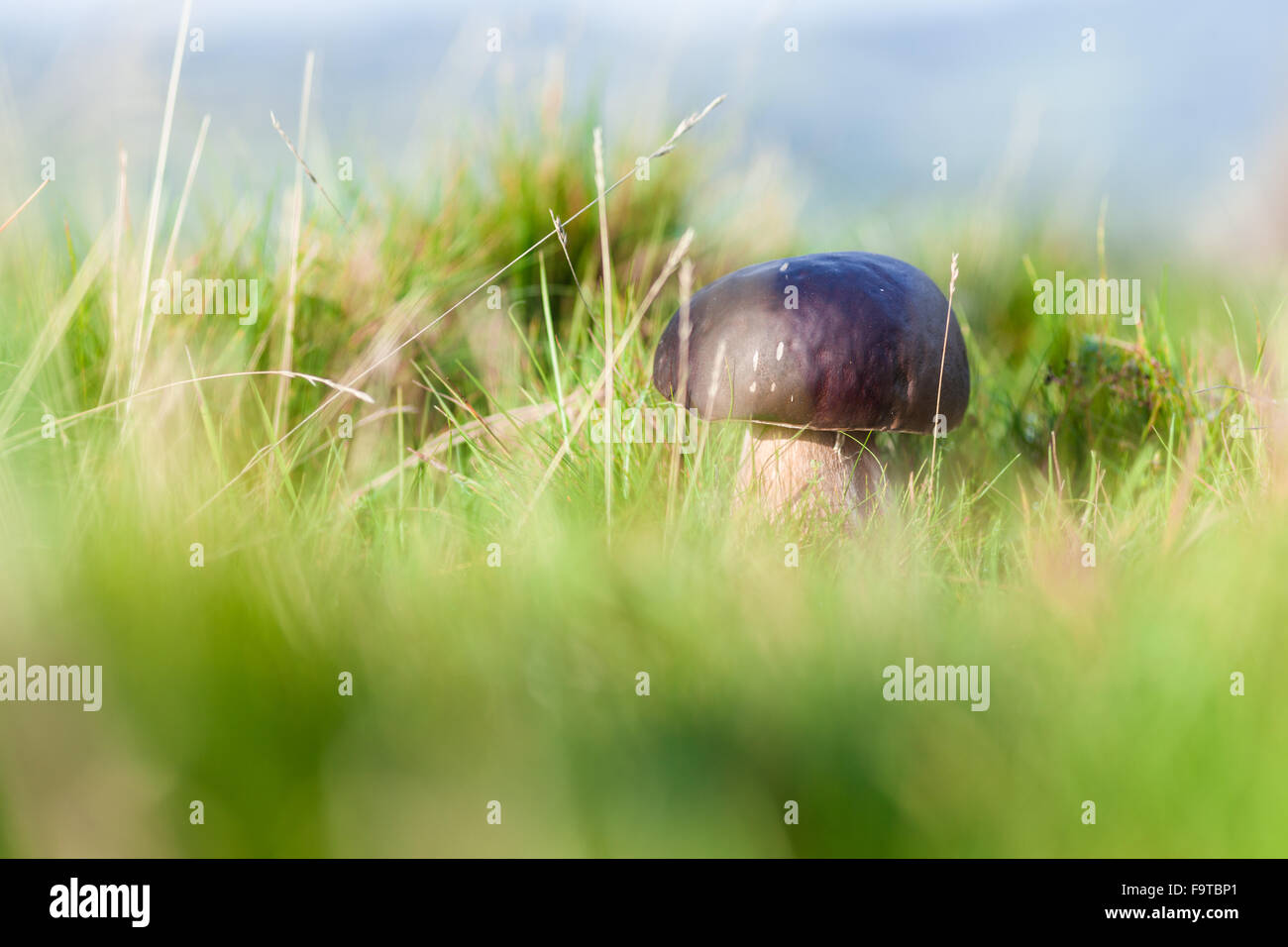 Wildpilz in Grass Stockfoto