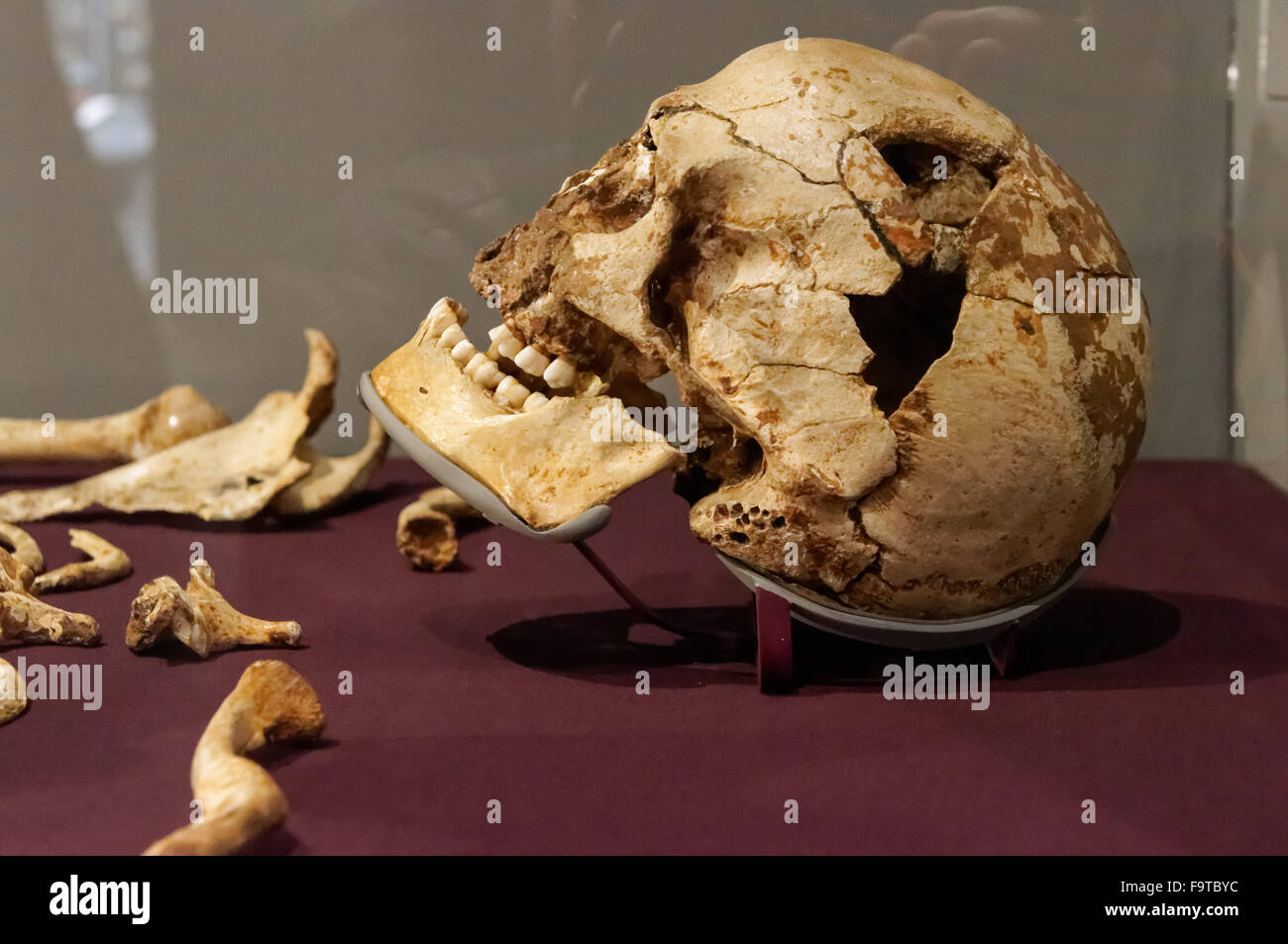 Cheddar man Skelett. 10000 Jahre altes modernes menschliches Skelett, das älteste jemals in Großbritannien gefundene Skelett. Human Evolution Galerie im Natural History Museum in London, Großbritannien. Stockfoto