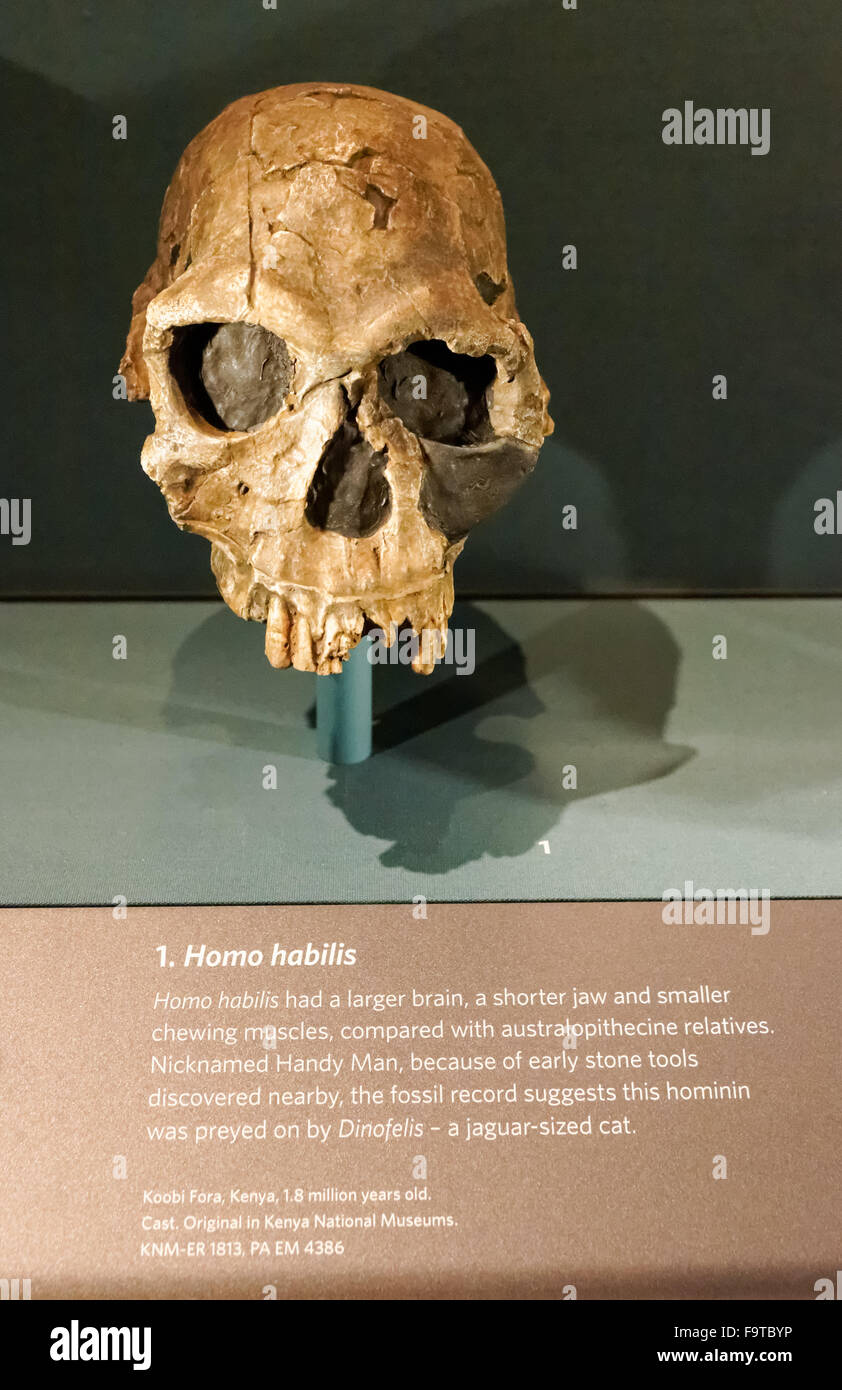 Der Schädel des Homo habilis. Die menschliche evolution Galerie am Natural History Museum in London Vereinigtes Königreich Großbritannien. Stockfoto