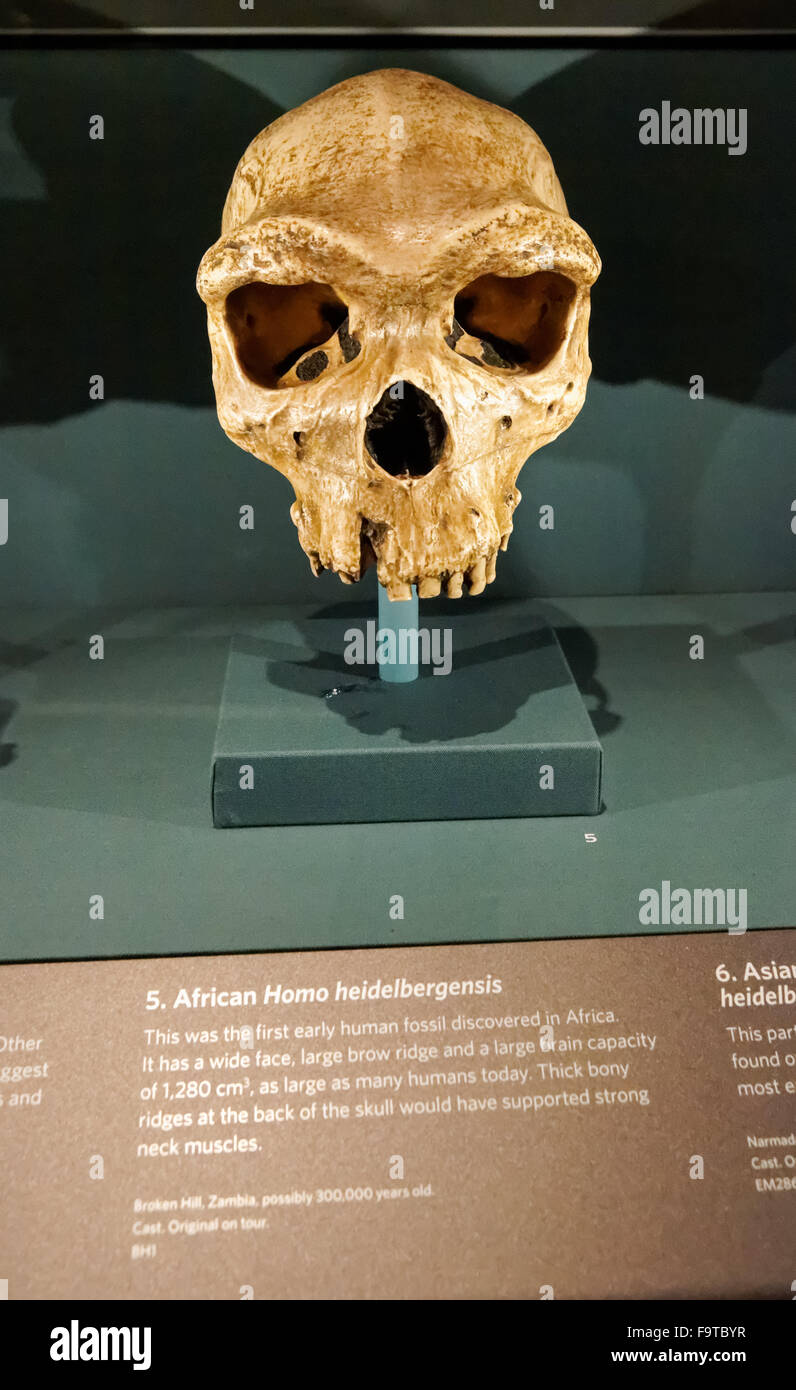 Der Schädel des Homo heidelbergensis. Die menschliche evolution Galerie am Natural History Museum in London Vereinigtes Königreich Großbritannien. Stockfoto