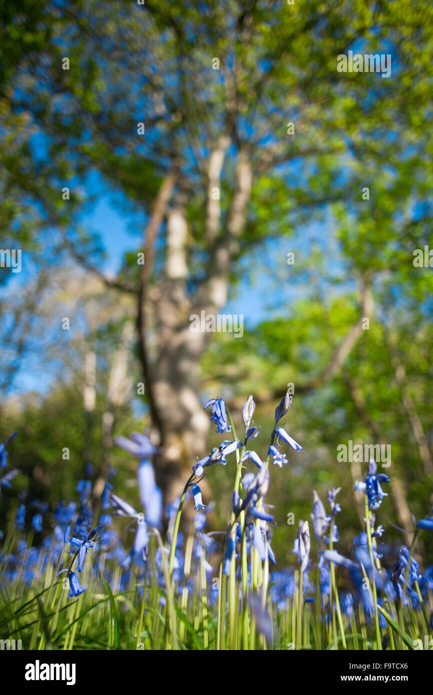 Bluebell Blumen mit verschwommenen Baum im Hintergrund Stockfoto