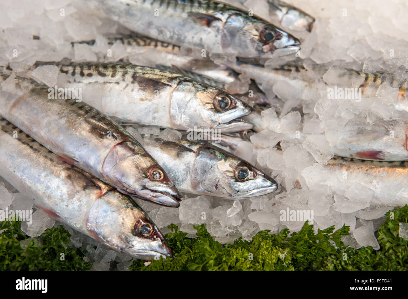 Silberfisch am Markt auf dem Eis Stockfoto