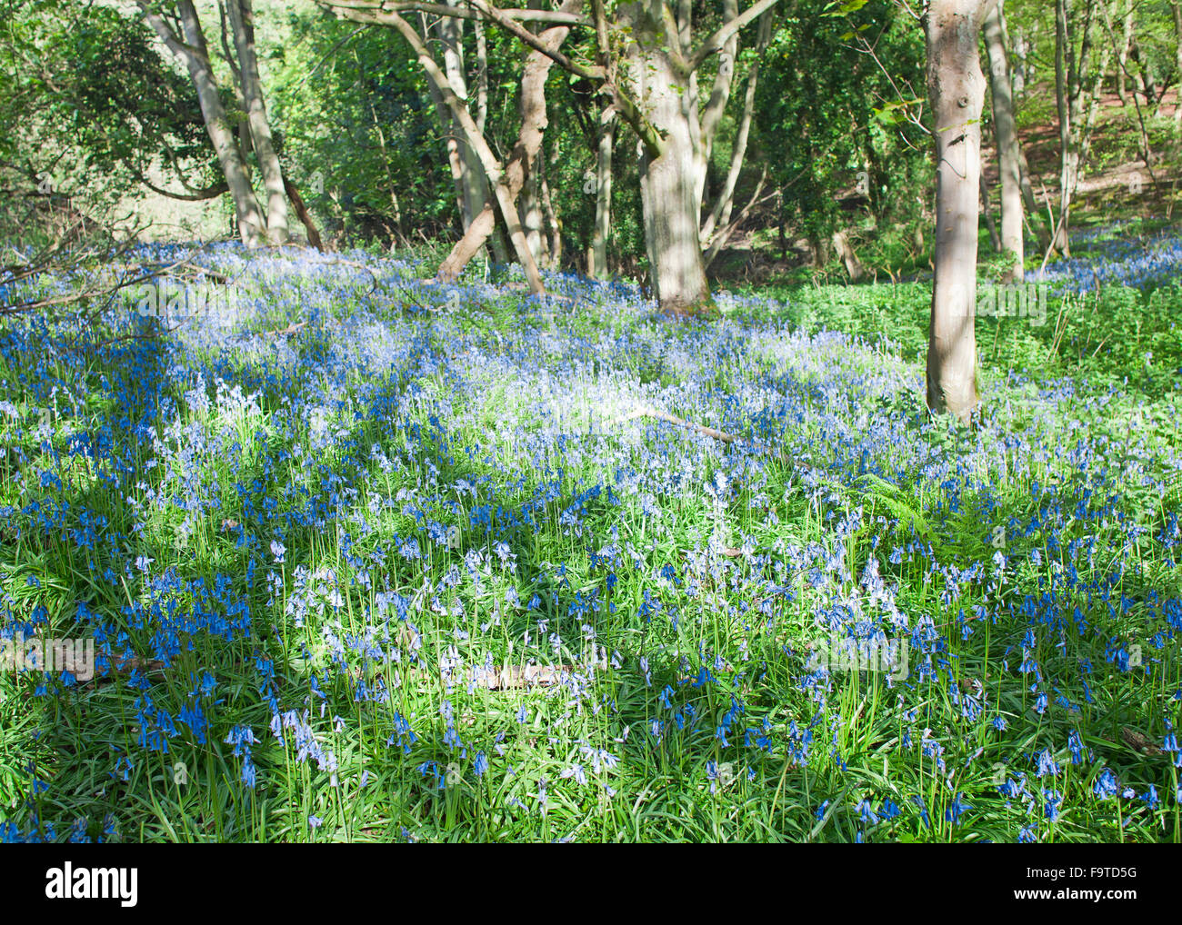 Frühlingswald mit blühenden Bluebell Blumen Stockfoto