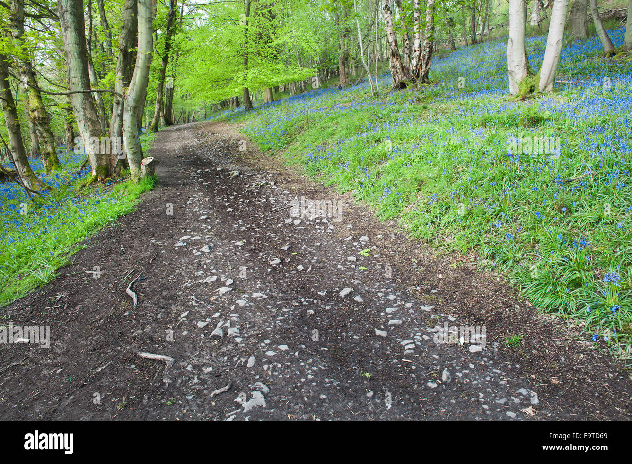 Leer-Waldweg mit Bluebell Blumen umgeben Stockfoto