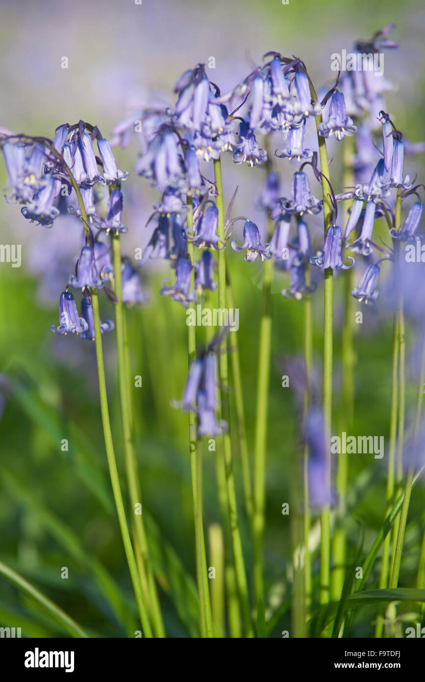 Bluebell Frühlingsblumen Stockfoto