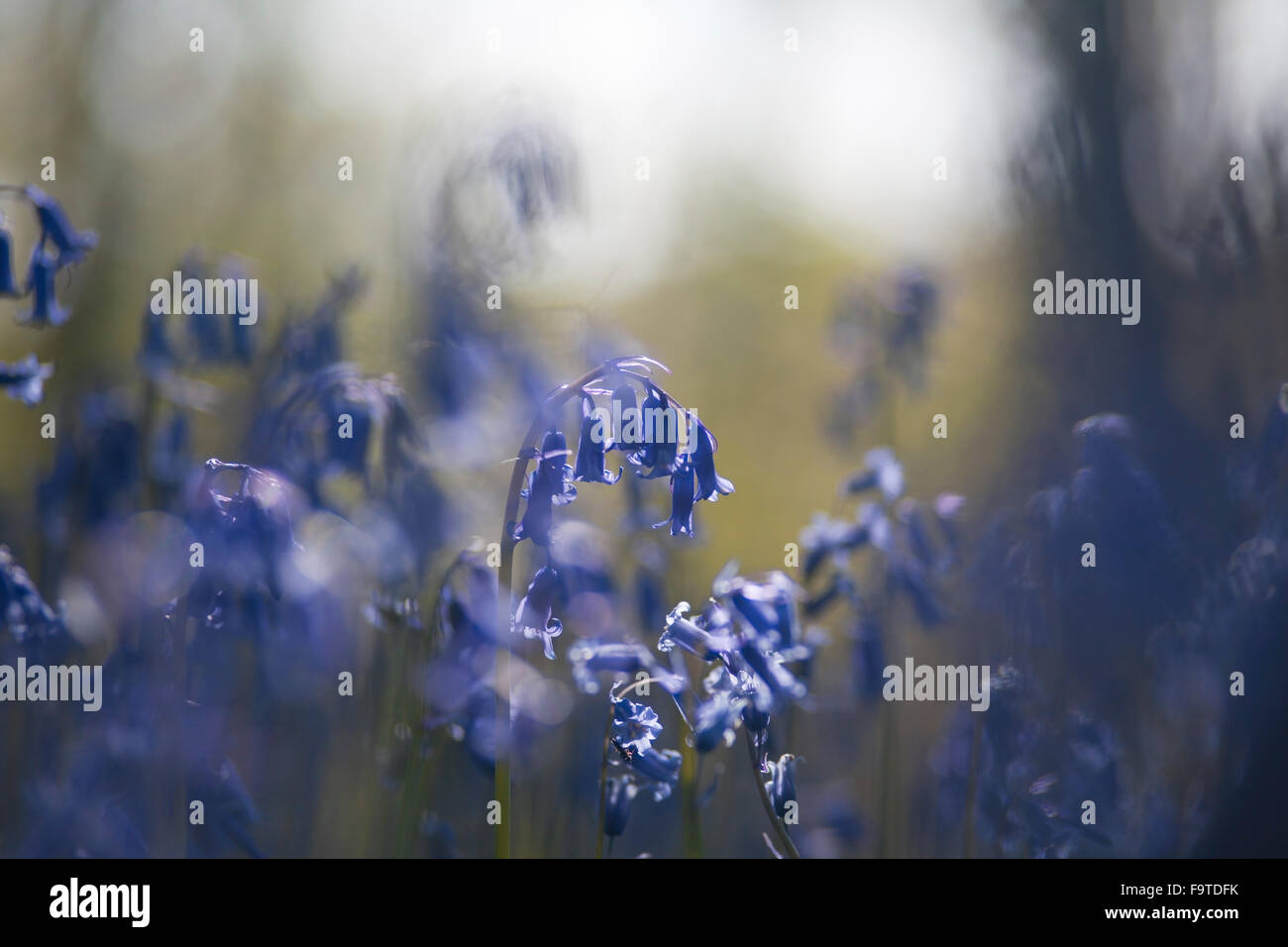 Wild Bluebell Frühlingsblumen Stockfoto