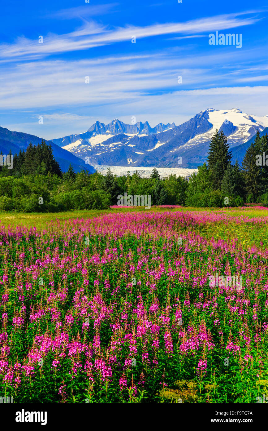 Juneau, Alaska. Mendenhall Gletscher Aussichtspunkt mit Weidenröschen in voller Blüte. Stockfoto