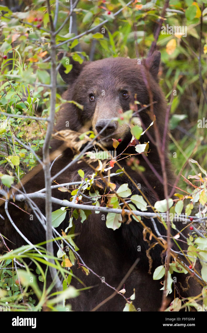 Ein schwarzer Bär frisst reife Beeren aus einem Zweig im Grand-Teton-Nationalpark, Wyoming. Stockfoto