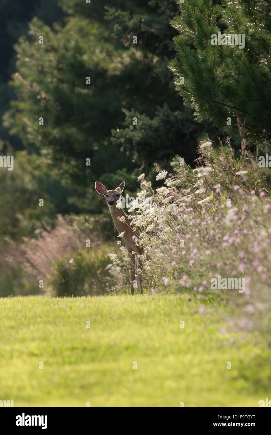 Whitetail Doe späht heraus von hinten den Wildblumen Stockfoto