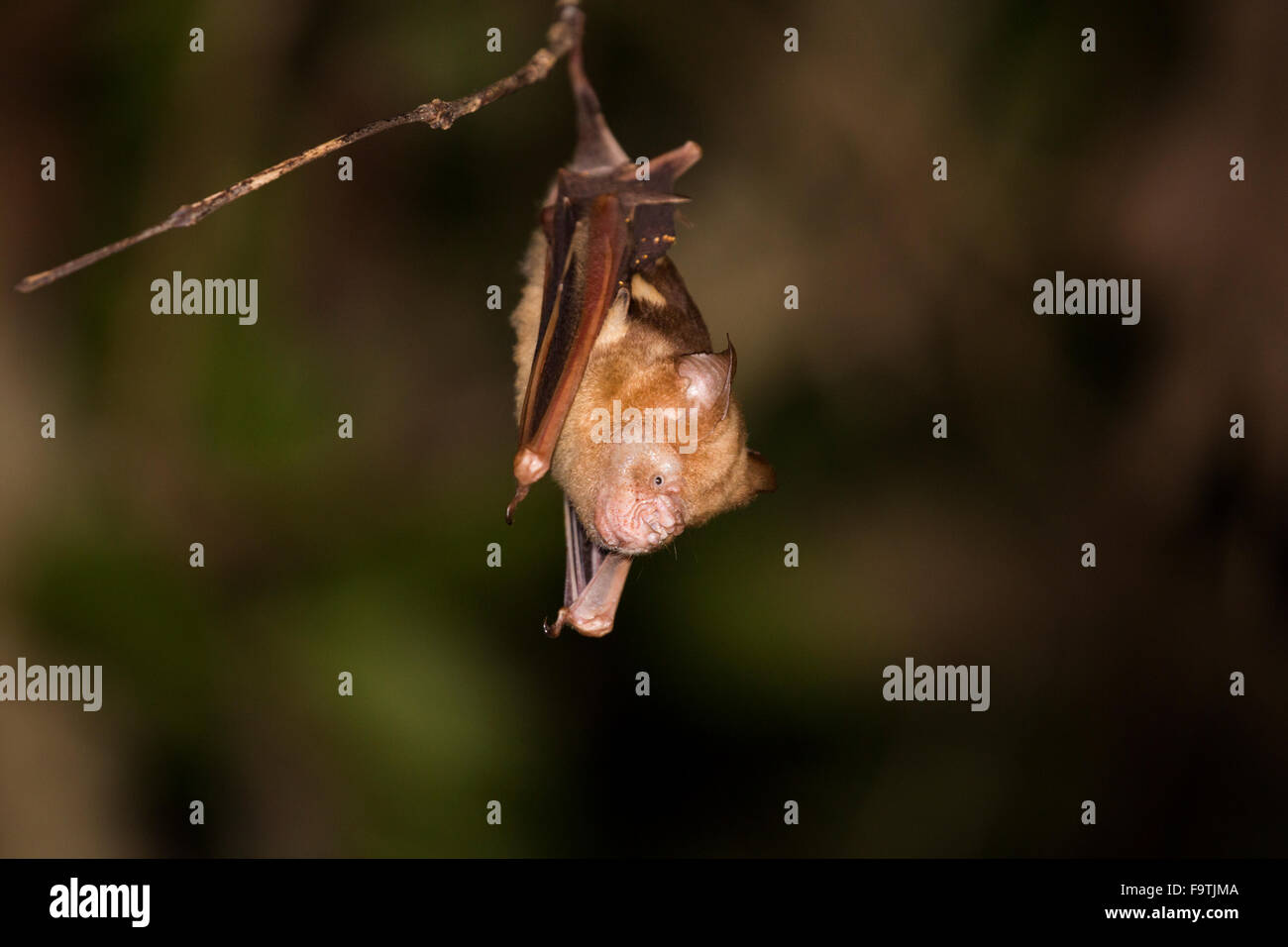 DIAdem Blatt-gerochene Fledermaus (Hipposideros Diadema) Stockfoto