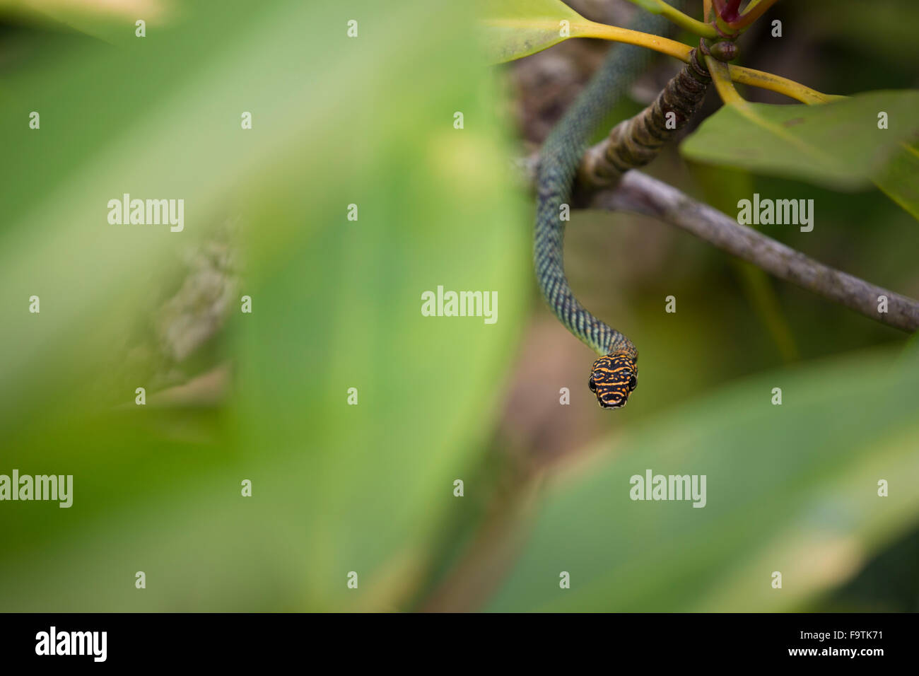 Paradies-Baum-Schlange (Chrysopelea Paradisi) Stockfoto