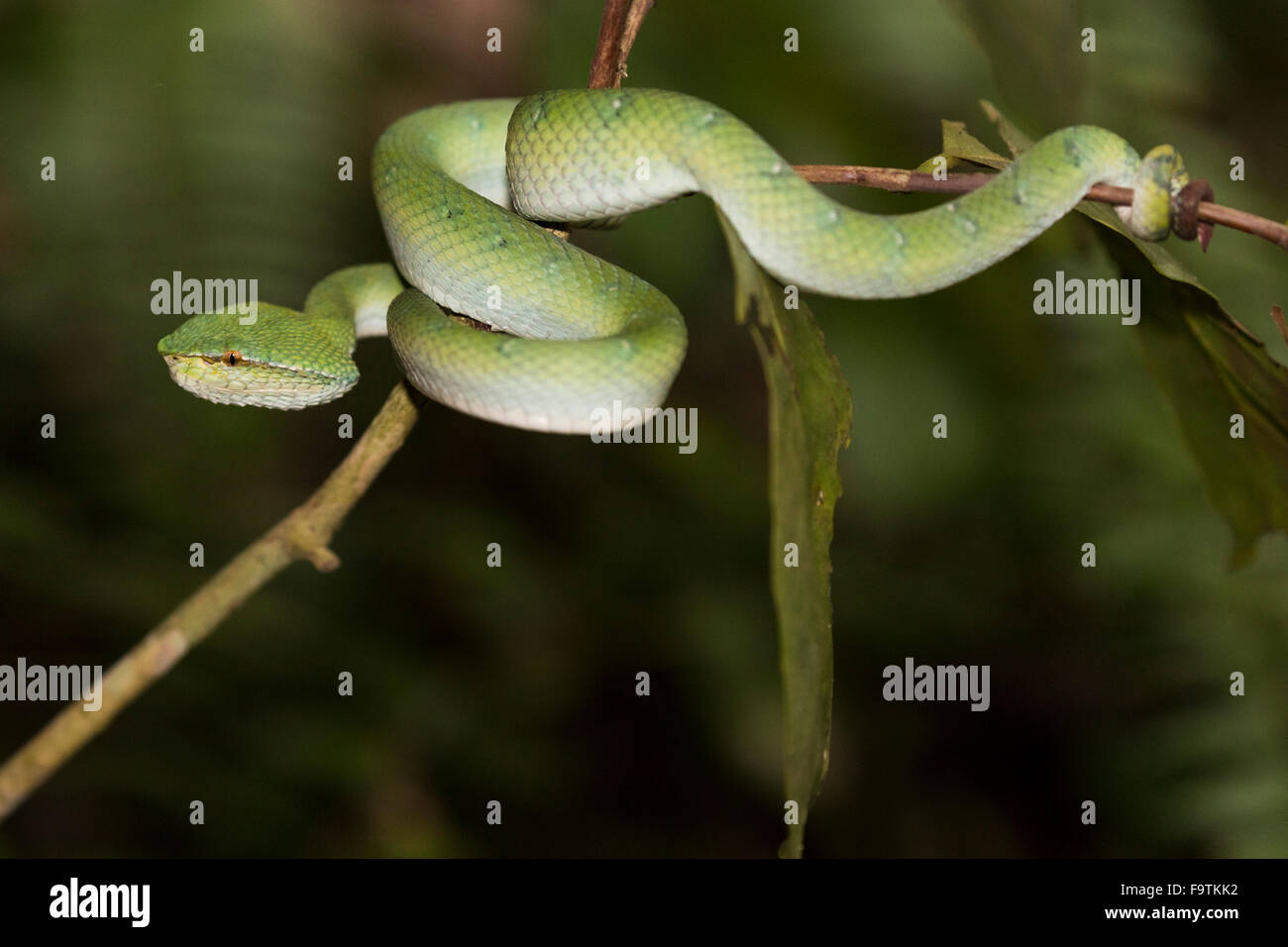 Bornean gekielt grüne Grubenotter (Tropidolaemus Subannulatus) Stockfoto