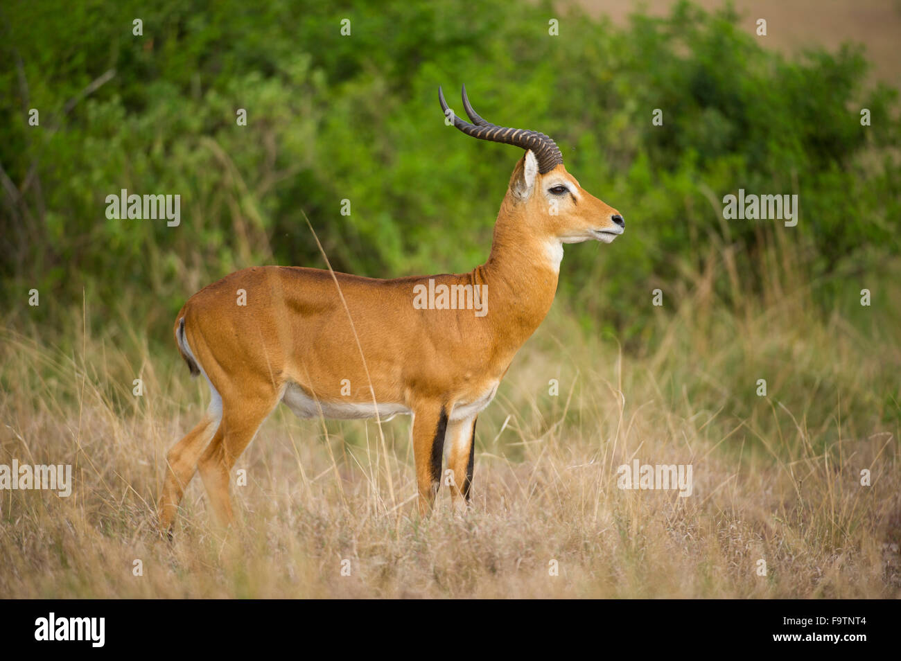 Uganda Kob (Kobus Kob Thomasi), Queen Elizabeth National Park, Uganda Stockfoto