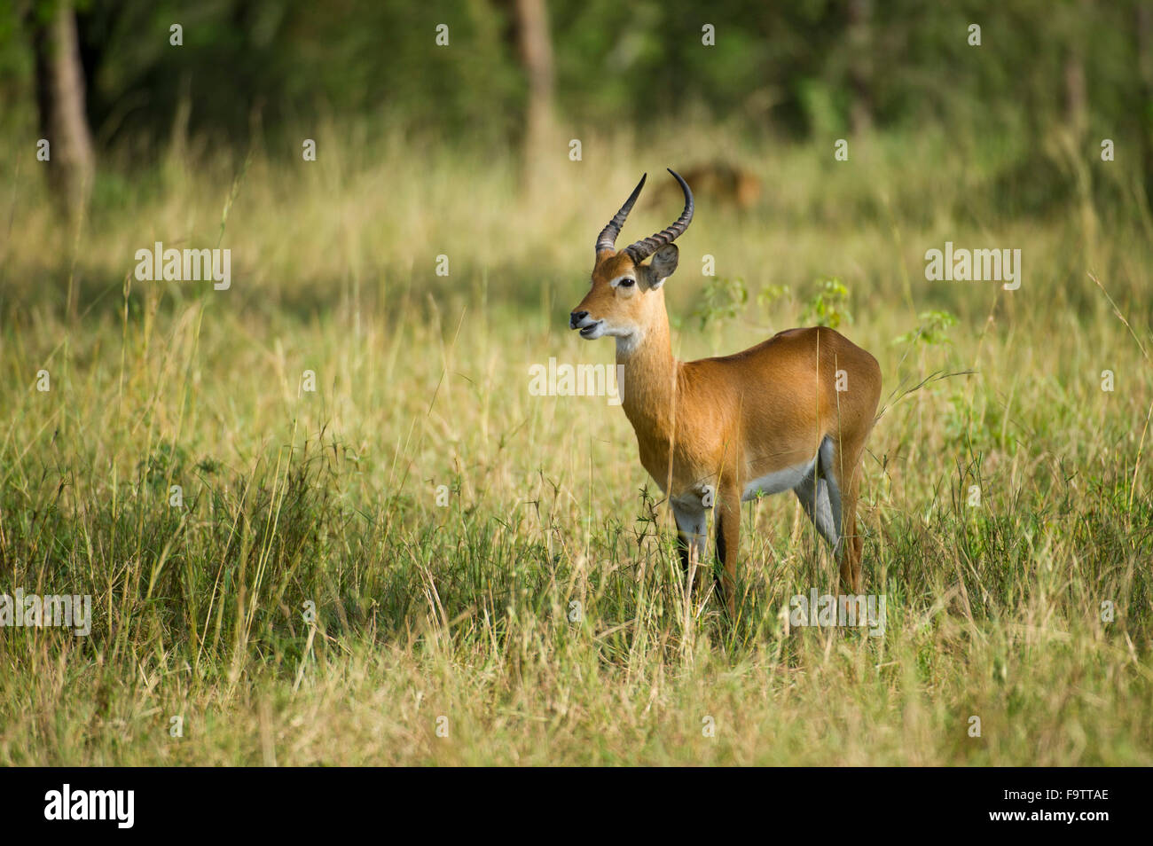 Uganda Kob (Kobus Kob Thomasi), Queen Elizabeth National Park, Uganda Stockfoto